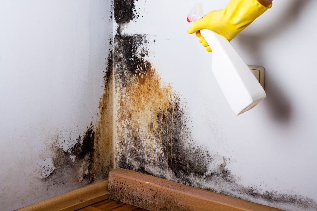 Mold Inspection Services in Iowa Falls