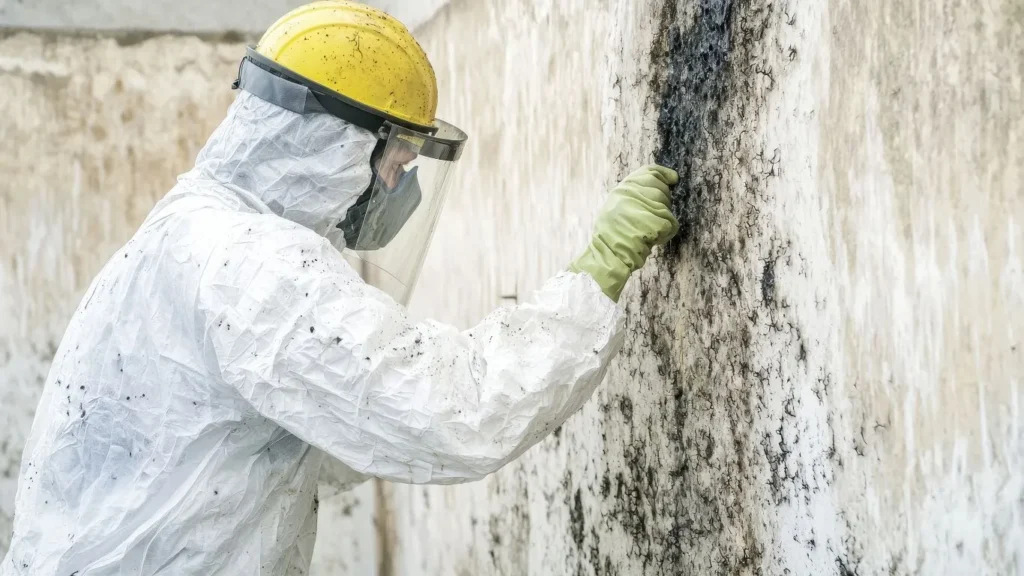 Mold Inspection Services in Iowa Falls